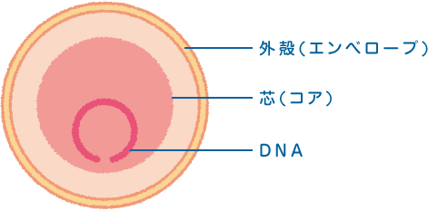HBVの概要図