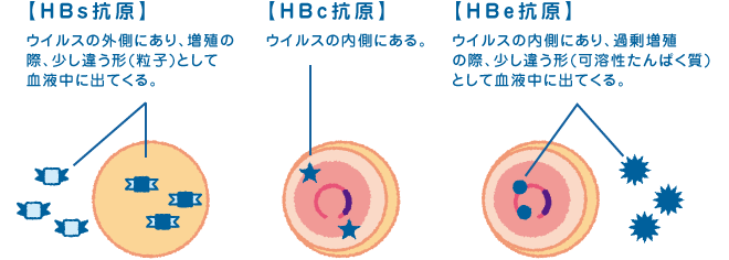 抗原(HBV由来)